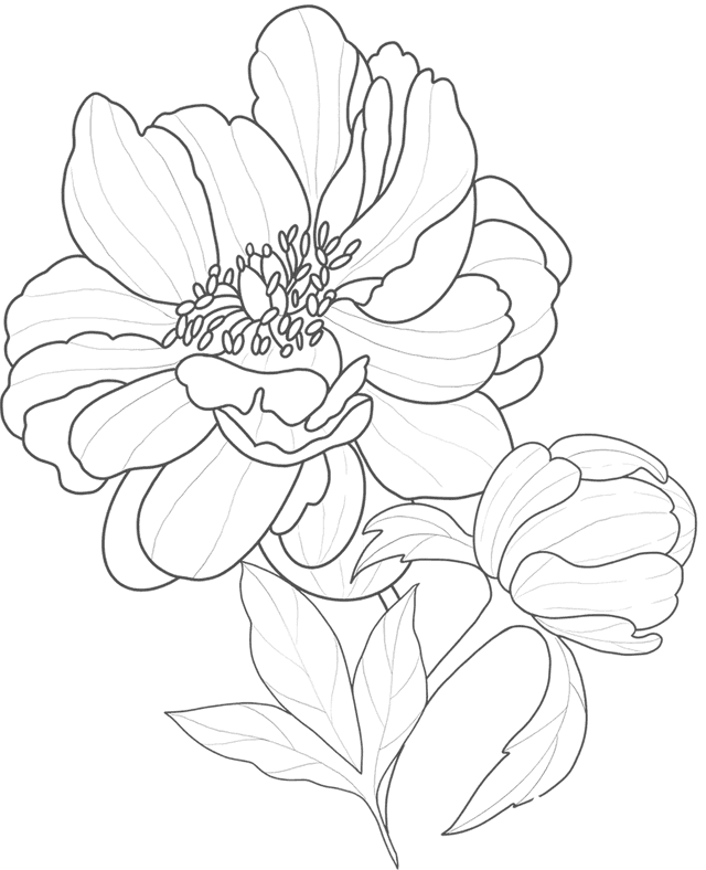 Flower Sketch