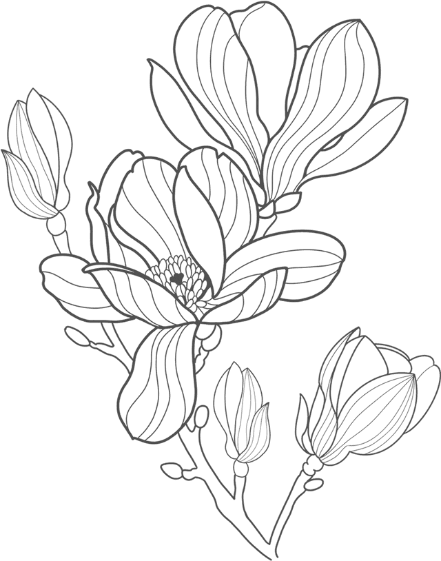 Flower Sketch