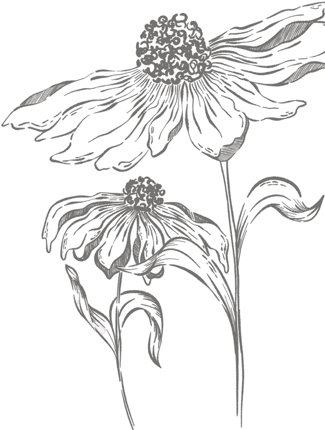 Flower Sketch