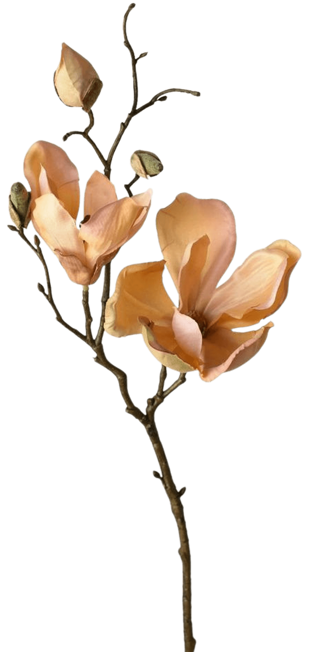 Magnolia
